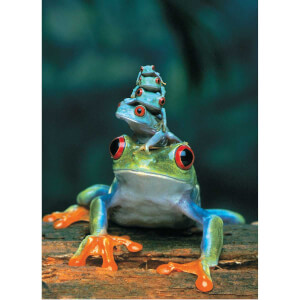 1000 Parça Puzzle : Red Eyed Tree Frog