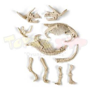 Arkeolog Oluyorum - Triceratops