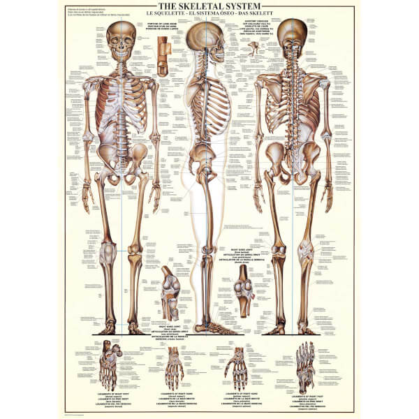 1000 Parça Puzzle : The Skeletal System