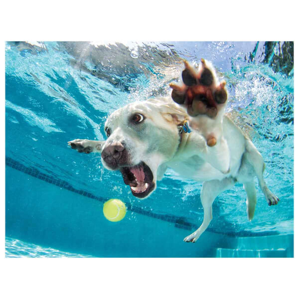 Prime 3D 100 Parça 3D Puzzle: Su Altında Köpek 