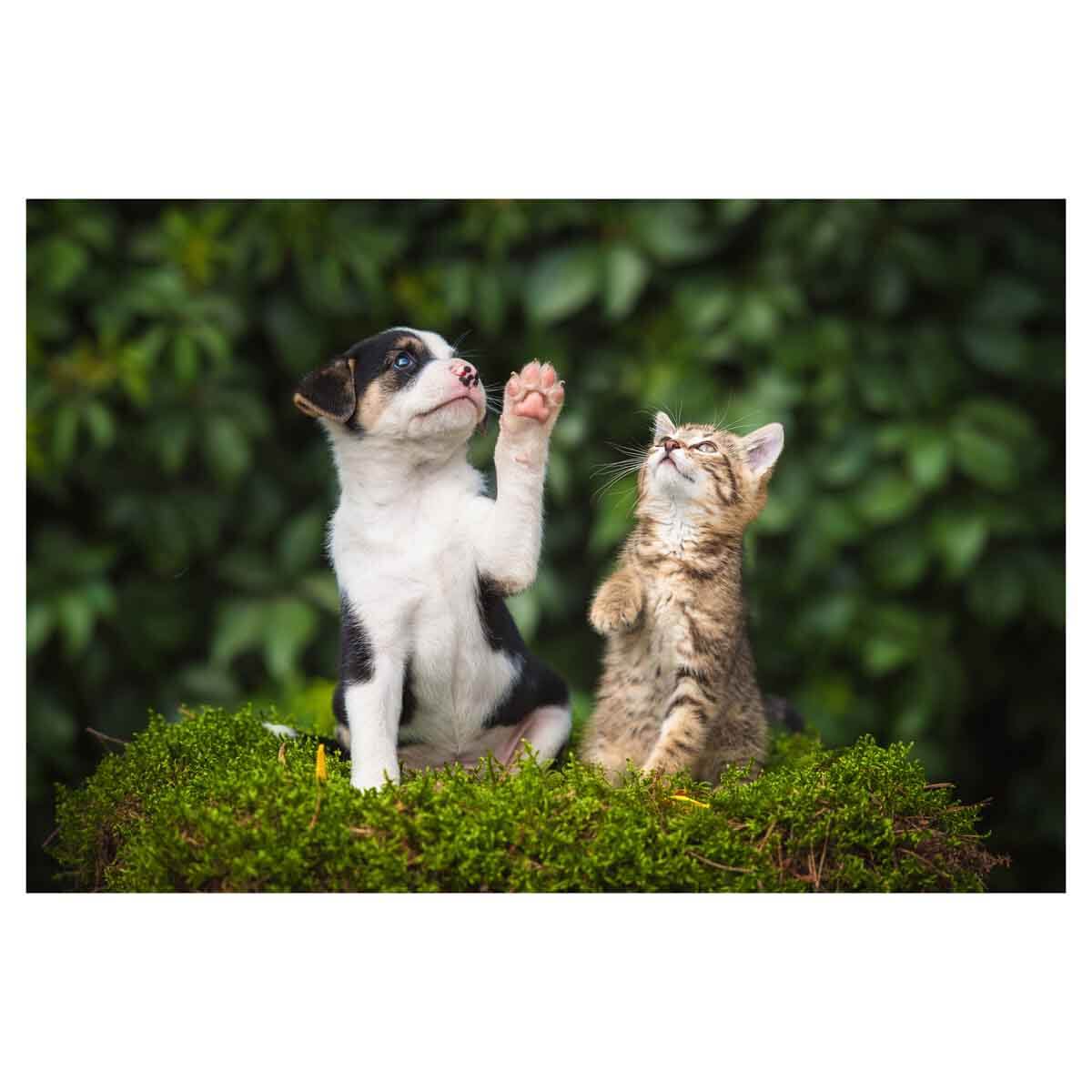 undefined - 03e02_100_Parca_Puzzle_Yavru_Kedi_ve_Yavru_Kopek.jpg