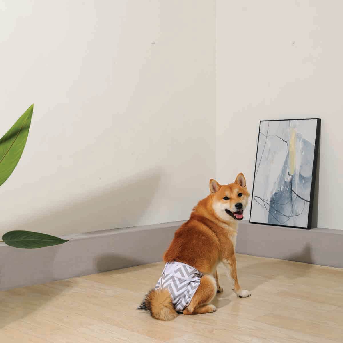 undefined - 1212d_M_Pets_Disi_Kopekler_Icin_Yikanabilir_Kulot_XS.jpg