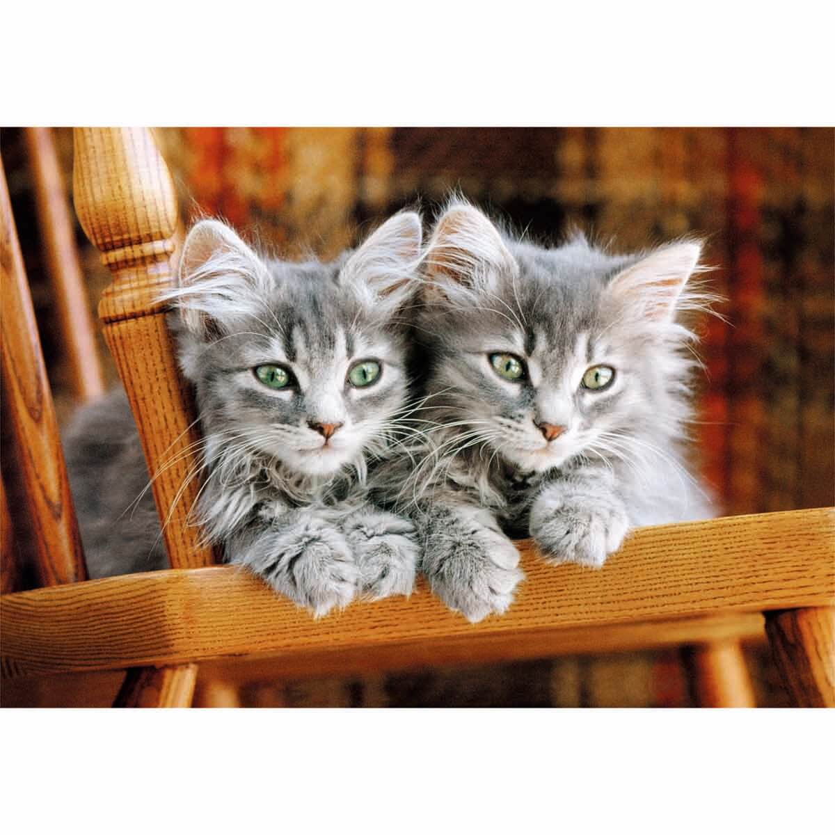 undefined - 56e92_500_Parca_Puzzle_Kittens_.jpg
