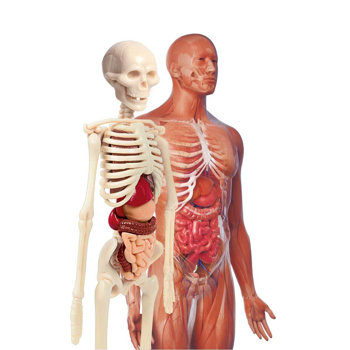 undefined - 5f6cb_Ilk_Kesiflerim_-_Insan_Anatomisi.jpg