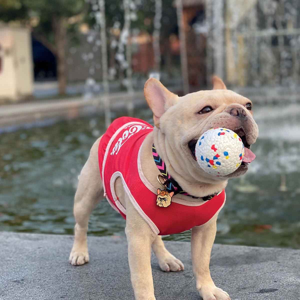 undefined - 6533c_M_Pets_Bloom_Ball_Parcalanmaz_Renkli_Kopek_Oyuncag.jpg