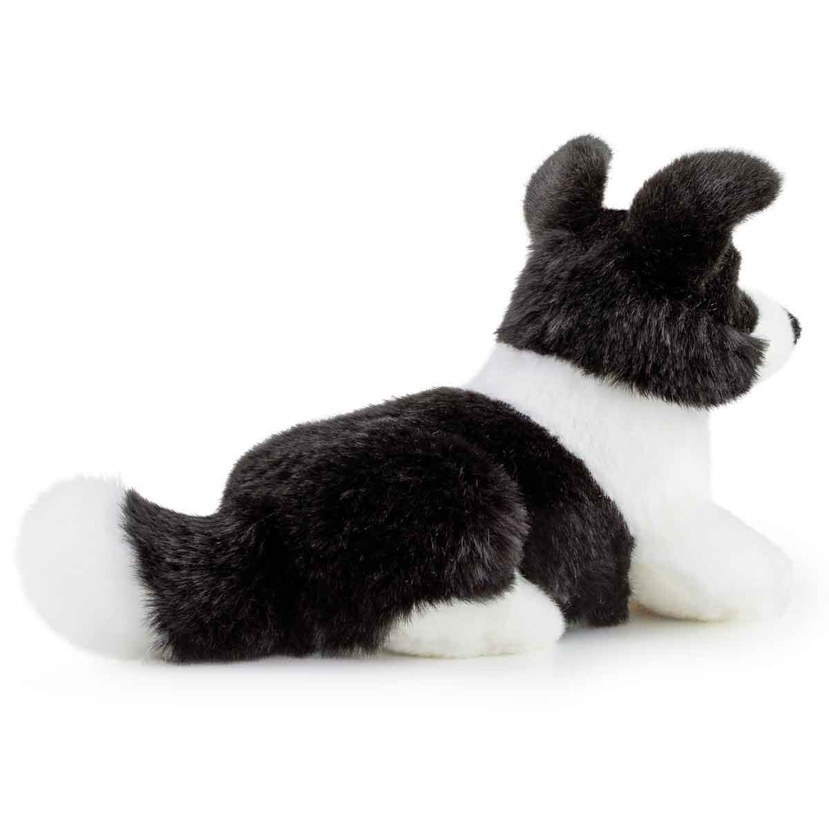 undefined - 8060c_Pelus_Border_Collie_Scott_TUDN7000.jpg