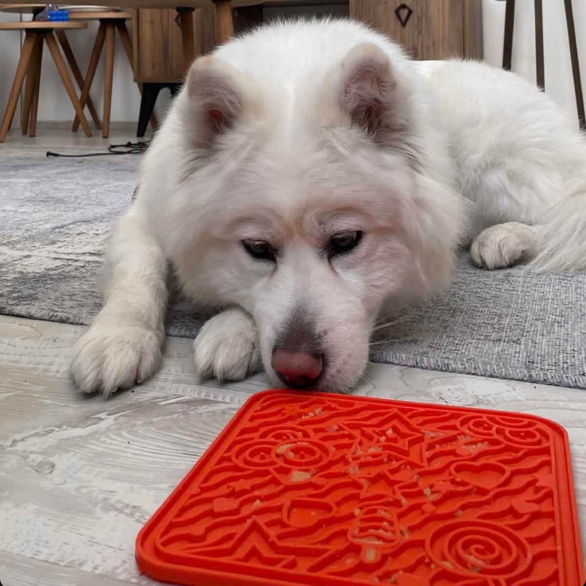 undefined - 8abbb_Havhav_Miyav_Kedi_Kopek_OYalama_Mati.jpg