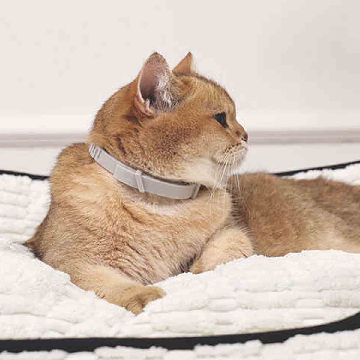 undefined - b94a0_M_Pets_Keep_Calm_Sakinlestirici_Gri_Kedi_Tasmasi_.jpg
