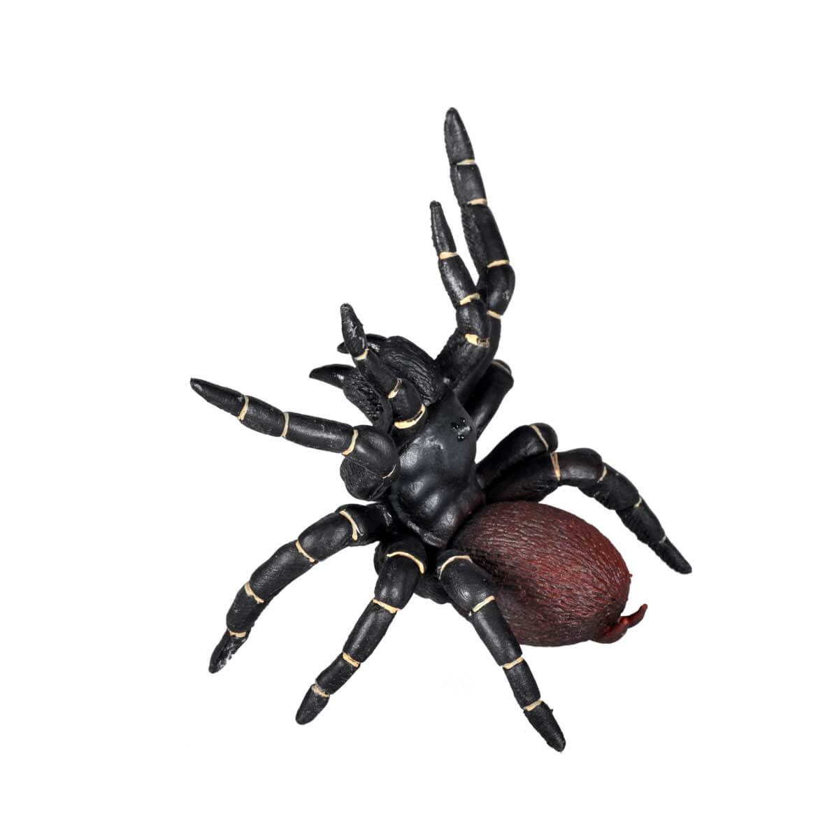 undefined - bd11d_Orumcek_Trichtrtspinne.jpg