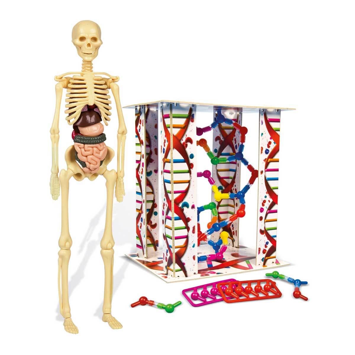undefined - c101b_Ilk_Kesiflerim_-_Insan_Anatomisi.jpg